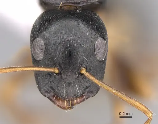 Camponotus rotundinodis specimen CASENT0415827 image casent0415827_2