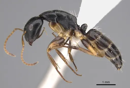 Camponotus rotundinodis specimen CASENT0415827 image casent0415827_3