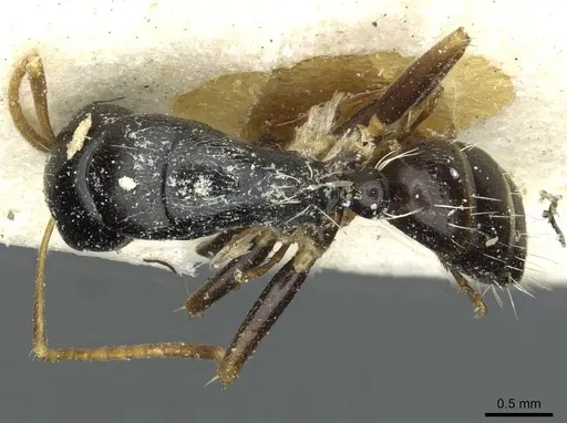 Camponotus rotundinodis specimen RMCAENT000017819 image rmcaent000017819_1