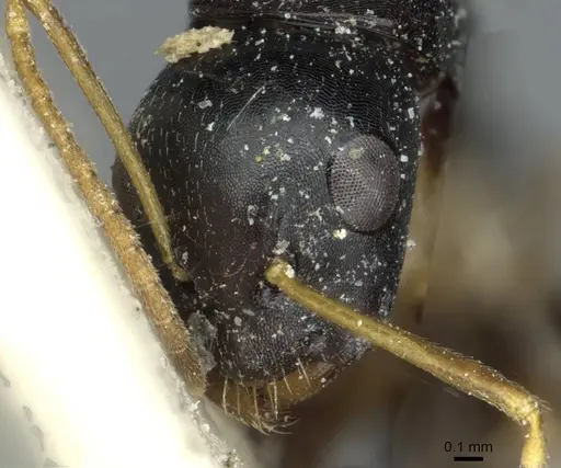 Camponotus rotundinodis specimen RMCAENT000017819 image rmcaent000017819_2