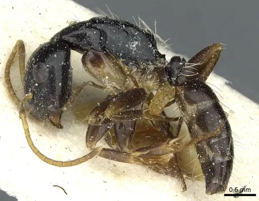 Camponotus rotundinodis specimen RMCAENT000017819 image rmcaent000017819_3