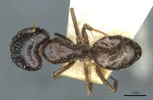 Camponotus roubaudi specimen CASENT0912034 image casent0912034_1