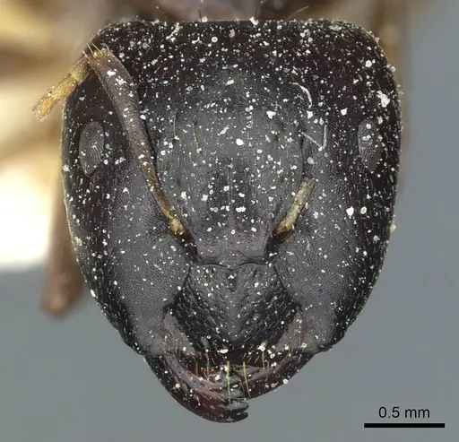 Camponotus roubaudi specimen CASENT0912034 image casent0912034_2
