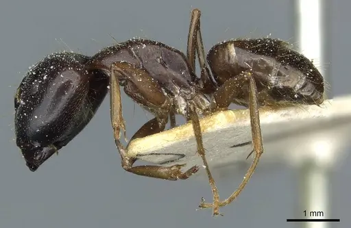 Camponotus roubaudi specimen CASENT0912034 image casent0912034_3