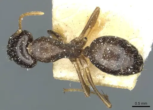 Camponotus roubaudi specimen CASENT0912035 image casent0912035_1