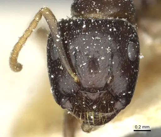 Camponotus roubaudi specimen CASENT0912035 image casent0912035_2
