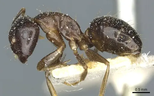Camponotus roubaudi specimen CASENT0912035 image casent0912035_3