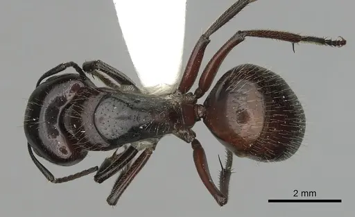 Camponotus rubiginosus specimen CASENT0280217 image casent0280217_1