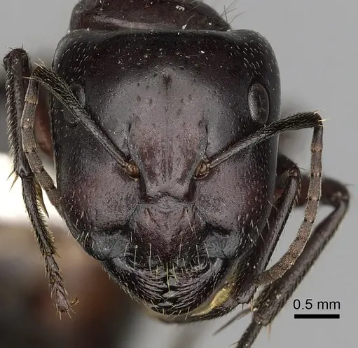 Camponotus rubiginosus specimen CASENT0280217 image casent0280217_2