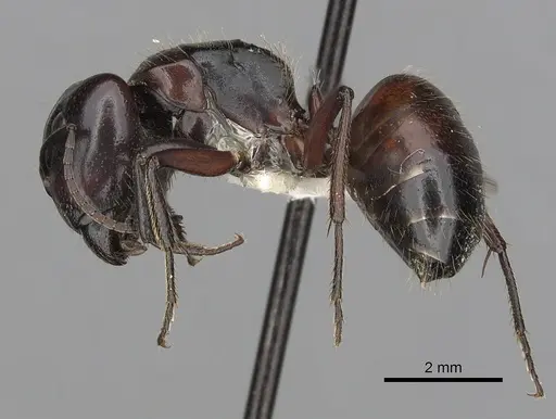 Camponotus rubiginosus specimen CASENT0280217 image casent0280217_3