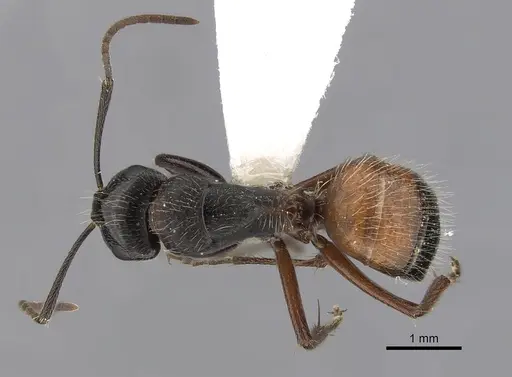 Camponotus rubiginosus specimen CASENT0280218 image casent0280218_1