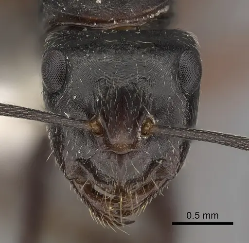 Camponotus rubiginosus specimen CASENT0280218 image casent0280218_2