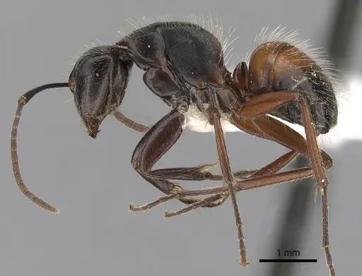 Camponotus rubiginosus specimen CASENT0280218 image casent0280218_3