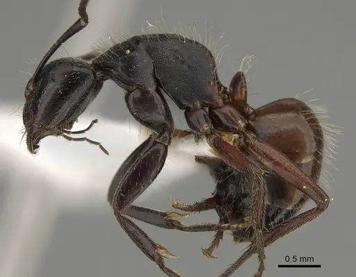 Camponotus rubiginosus specimen CASENT0887654 image casent0887654_1