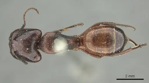 Camponotus rubiginosus specimen CASENT0915769 image casent0915769_1