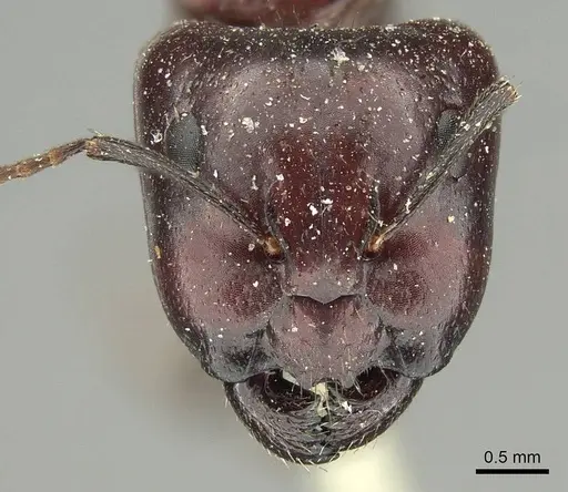 Camponotus rubiginosus specimen CASENT0915769 image casent0915769_2
