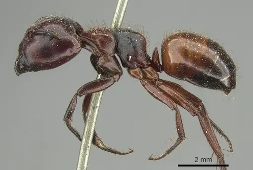 Camponotus rubiginosus specimen CASENT0915769 image casent0915769_3