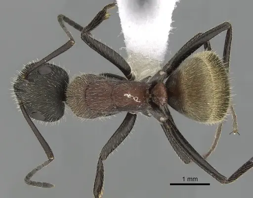 Camponotus rubrithorax specimen CASENT0280092 image casent0280092_1
