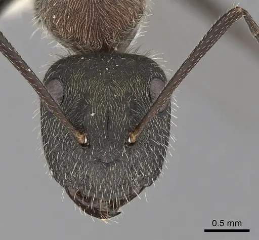 Camponotus rubrithorax specimen CASENT0280092 image casent0280092_2