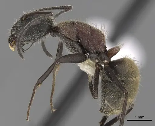 Camponotus rubrithorax specimen CASENT0280092 image casent0280092_3