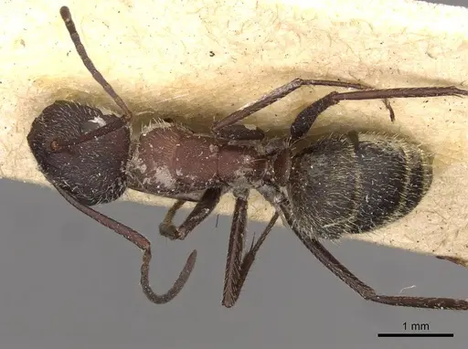 Camponotus rubrithorax specimen CASENT0910717 image casent0910717_1