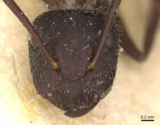 Camponotus rubrithorax specimen CASENT0910717 image casent0910717_2