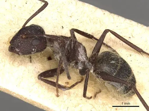 Camponotus rubrithorax specimen CASENT0910717 image casent0910717_3
