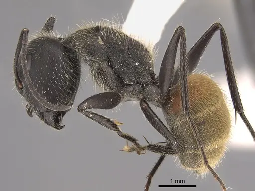 Camponotus rubrithorax specimen CASENT0923548 image casent0923548_1