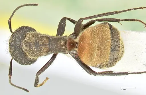 Camponotus rubrithorax specimen FOCOL2461 image focol2461_1