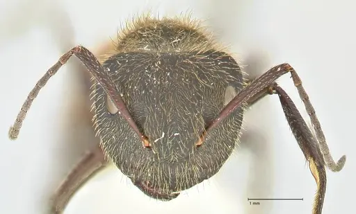 Camponotus rubrithorax specimen FOCOL2461 image focol2461_2