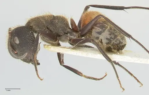 Camponotus rubrithorax specimen FOCOL2461 image focol2461_3