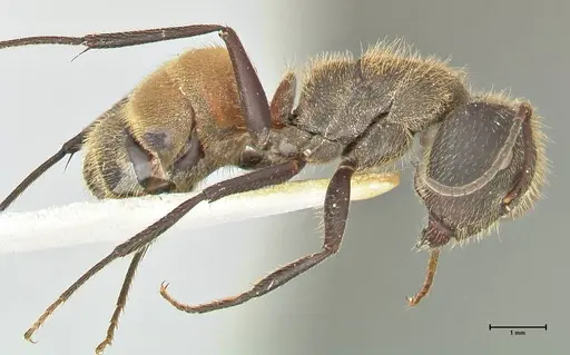 Camponotus rubrithorax specimen FOCOL2461 image focol2461_4