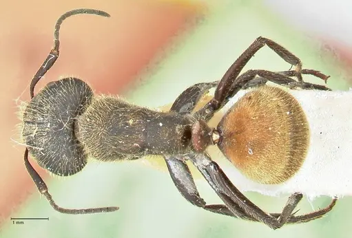 Camponotus rubrithorax specimen FOCOL2462 image focol2462_1