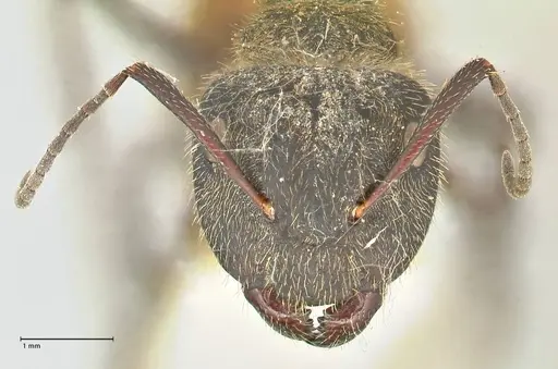 Camponotus rubrithorax specimen FOCOL2462 image focol2462_2