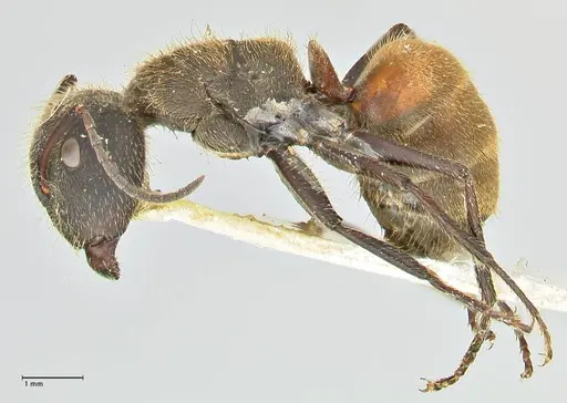 Camponotus rubrithorax specimen FOCOL2462 image focol2462_3