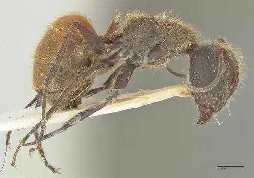 Camponotus rubrithorax specimen FOCOL2462 image focol2462_4