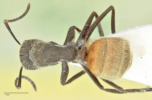 Camponotus rubrithorax specimen FOCOL2463 image focol2463_1