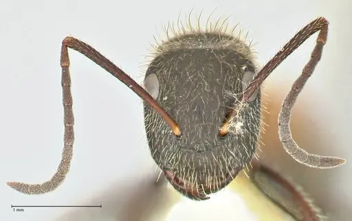 Camponotus rubrithorax specimen FOCOL2463 image focol2463_2