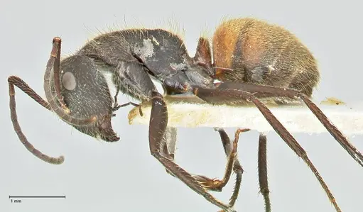 Camponotus rubrithorax specimen FOCOL2463 image focol2463_3