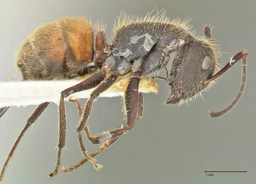 Camponotus rubrithorax specimen FOCOL2463 image focol2463_4