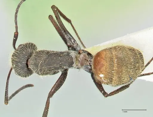 Camponotus rubrithorax specimen FOCOL2464 image focol2464_1