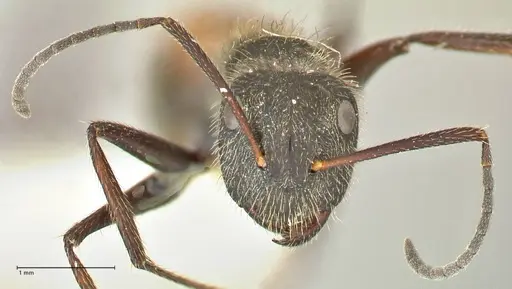Camponotus rubrithorax specimen FOCOL2464 image focol2464_2