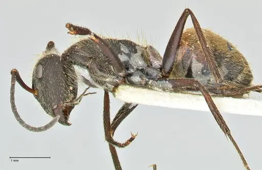 Camponotus rubrithorax specimen FOCOL2464 image focol2464_3