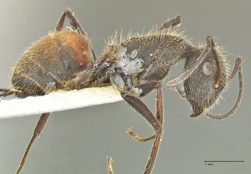 Camponotus rubrithorax specimen FOCOL2464 image focol2464_4