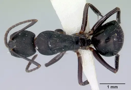 Camponotus rudis specimen CASENT0172129 image casent0172129_1