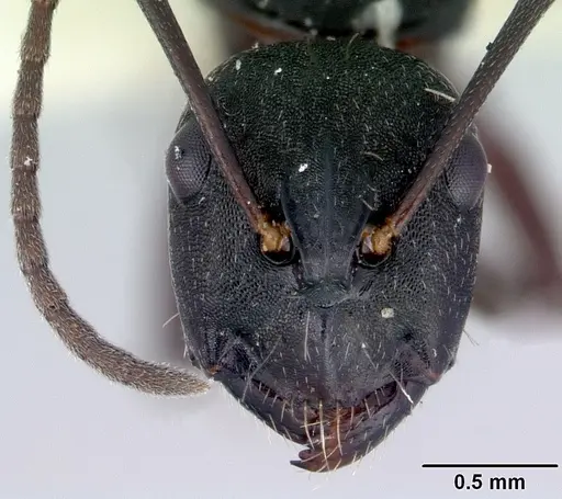 Camponotus rudis specimen CASENT0172129 image casent0172129_2