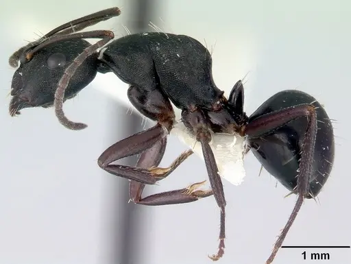 Camponotus rudis specimen CASENT0172129 image casent0172129_3
