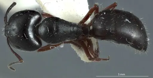 Camponotus rudis specimen JDM32-001296-1 image jdm32-001296-1_1