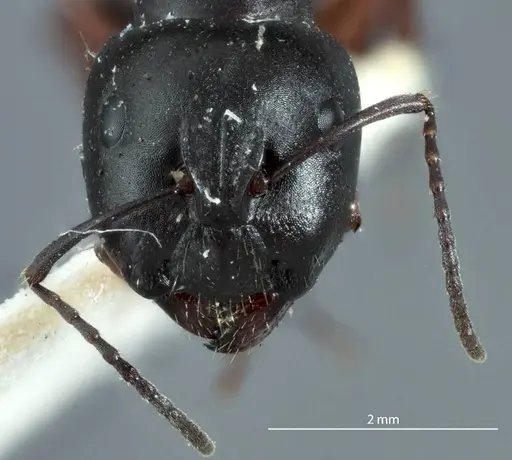 Camponotus rudis specimen JDM32-001296-1 image jdm32-001296-1_2