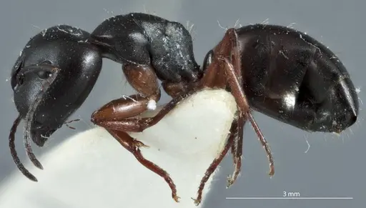 Camponotus rudis specimen JDM32-001296-1 image jdm32-001296-1_3